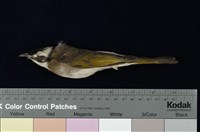 藏品(白頭翁)的圖片